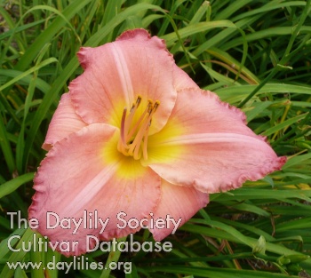 Daylily Farmer's Daughter